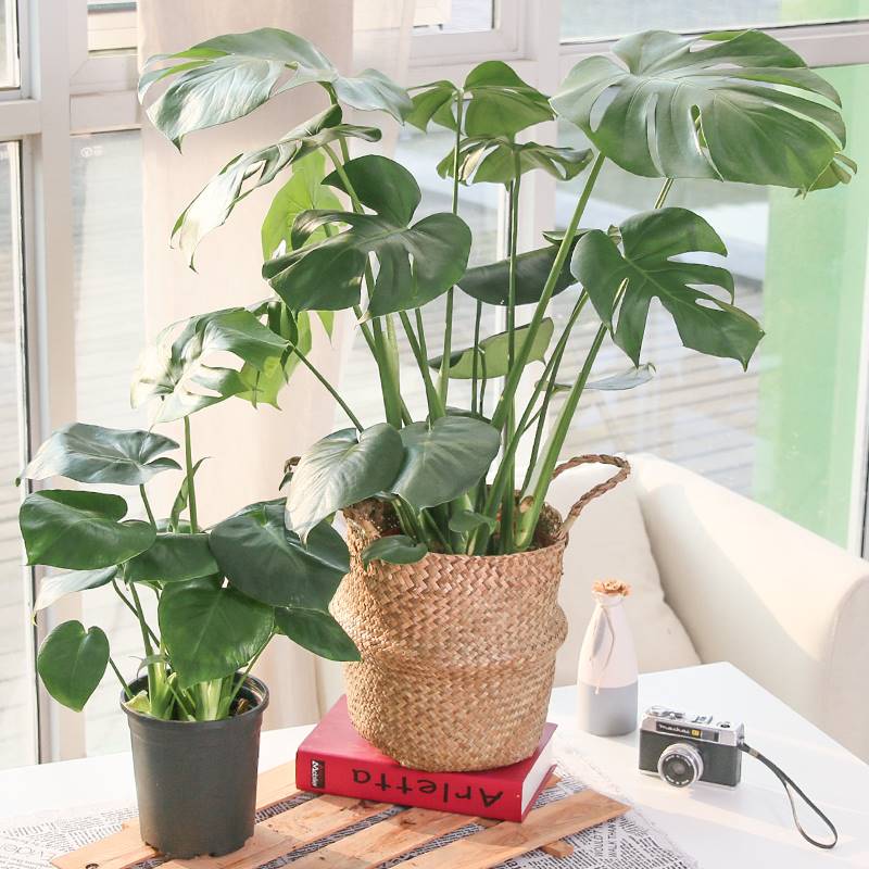 龟背竹大盆栽花卉植物室内花大叶可水养水培植物吸甲醛绿植易成活