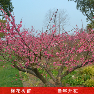 红梅腊梅绿梅苗造型盆景美人梅素心腊梅花树苗庭院盆栽当年开花