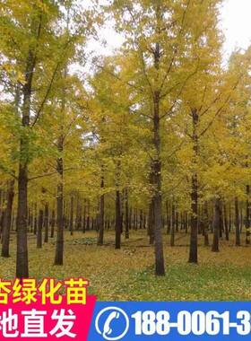 占地拆迁苗 银杏树苗 银杏苗 白果银杏小苗 庭院植物行道绿化苗木