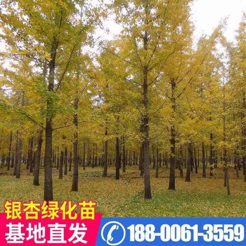 占地拆迁苗 银杏树苗 银杏苗 白果银杏小苗 庭院植物行道绿化苗木