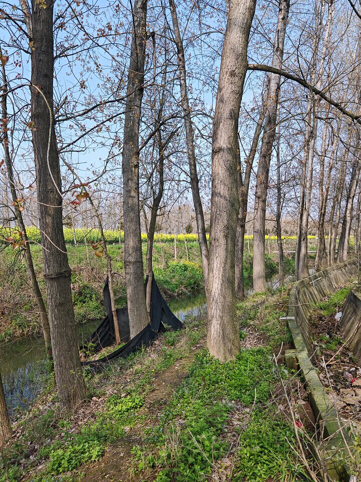 4月15日潜江市资产经营管理中心关于白杨树的销售网络拍卖公告