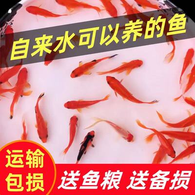 草金鱼观赏鱼龙鱼饲料鱼好养耐活