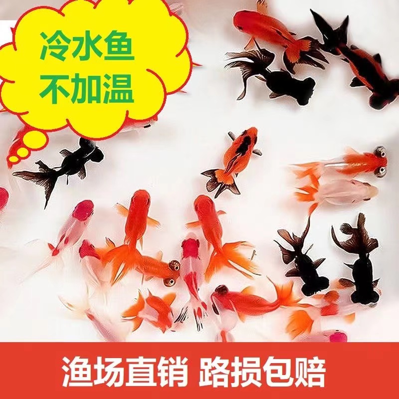 金鱼观赏鱼淡水好养耐活狮子头