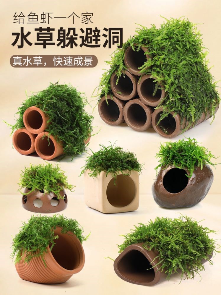 鱼虾躲避罐虾屋鱼缸莫斯水草造景懒人真植物小摆件小鱼繁殖躲避屋