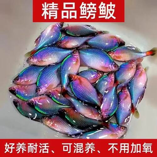 鳑鲏鱼观赏原生小型鱼苗除藻群游