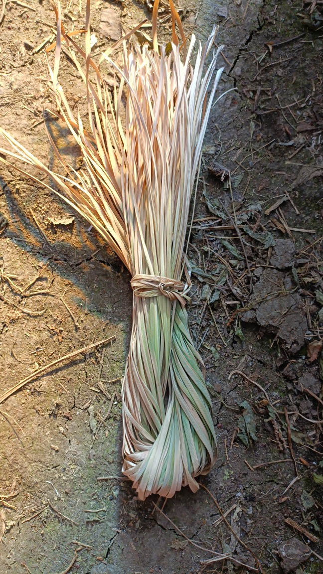 端午节粽子绳马蔺草一小捆1.5元大约有七八十根私信我去除快递费