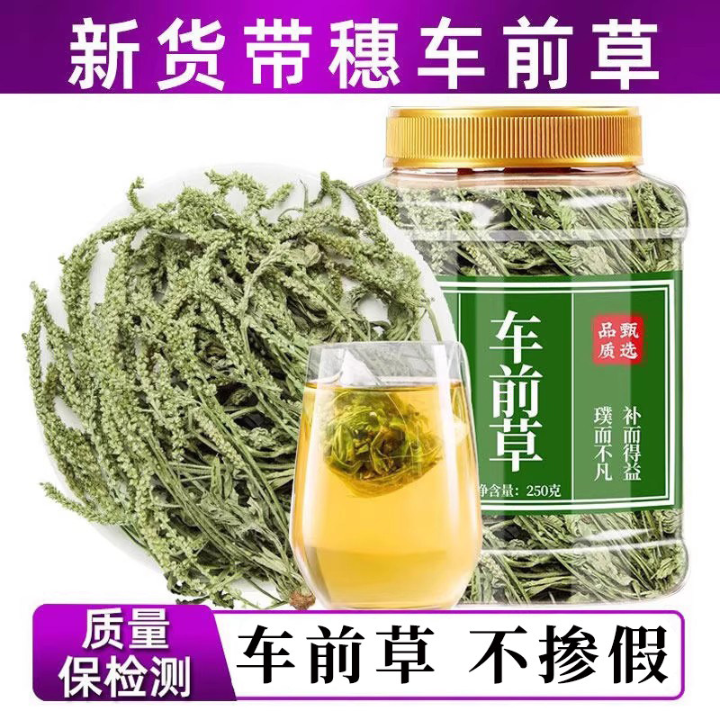 车前草的功效与作用泡水干货新鲜中药材猪耳朵草带根车钱草袋泡茶
