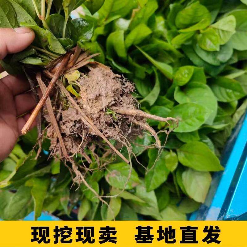 当年虎杖种子药材种子野生虎杖净种子大接骨熊黄连种子中药材正宗