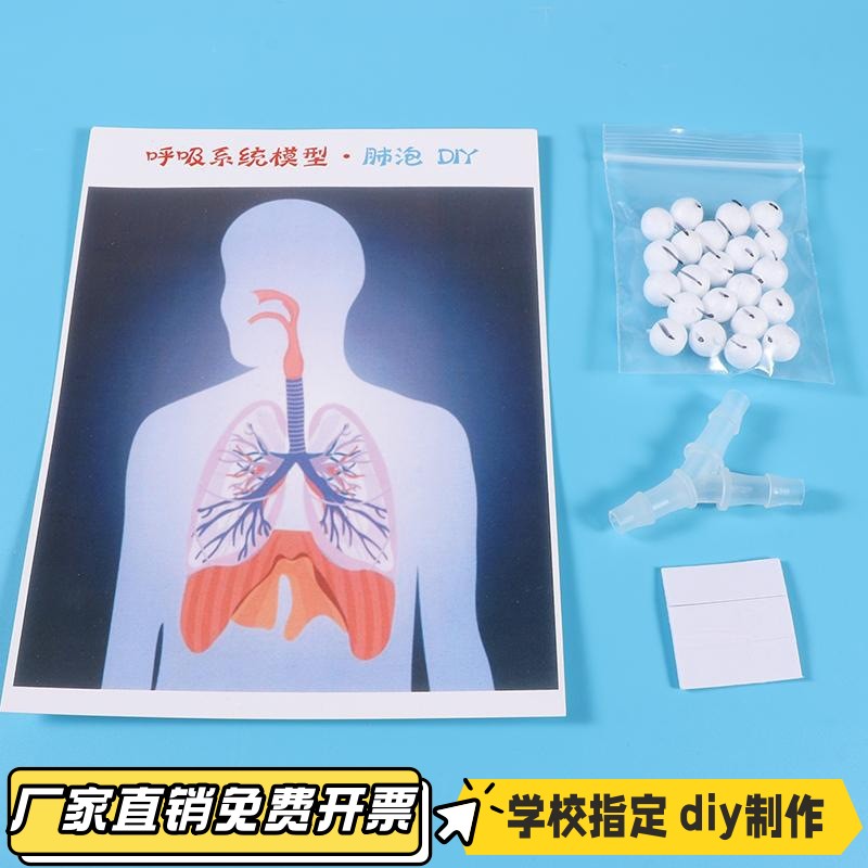 肺泡初中生物模型DIY小制作材料肺呼吸器官七下肺内气体交换VB08