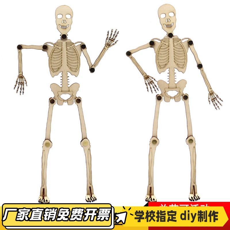 人体骨骼拼装模型1号   简易结构识别拼装模型科教关节可活动VB08