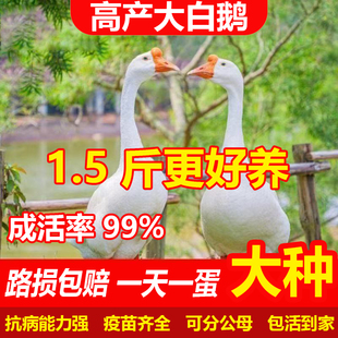散养1.5斤鹅活苗脱温鹅苗白鹅灰鹅苗皖西鹅四季鹅下蛋鹅活体活苗