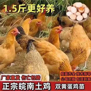 2斤皖南土鸡活苗草鸡活苗小鸡活苗产蛋王鸡活苗下蛋鸡活苗脱温苗