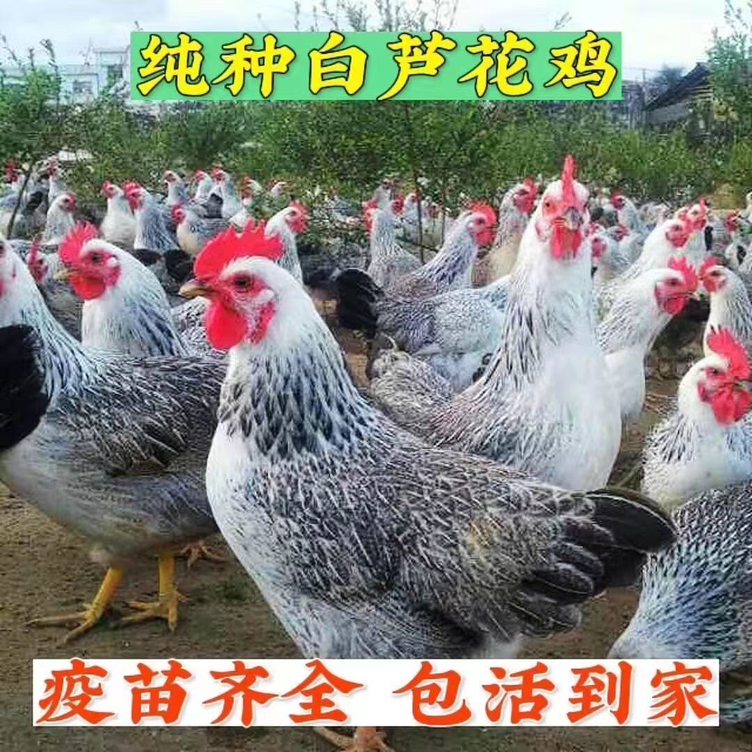 散养半大白芦花鸡活苗稻花鸡活体产蛋鸡活鸡彩凤鸡观赏鸡活苗