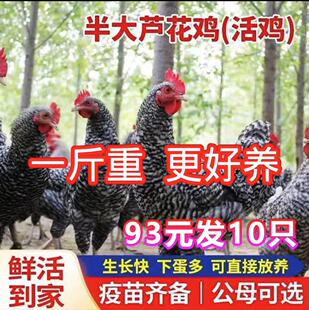 正宗散养一斤芦花鸡活苗芦花纯种芦花鸡汶上芦花鸡小鸡成年芦花鸡