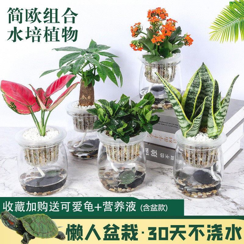多肉植物玻璃瓶素材模板 多肉植物玻璃瓶图片下载 小麦优选
