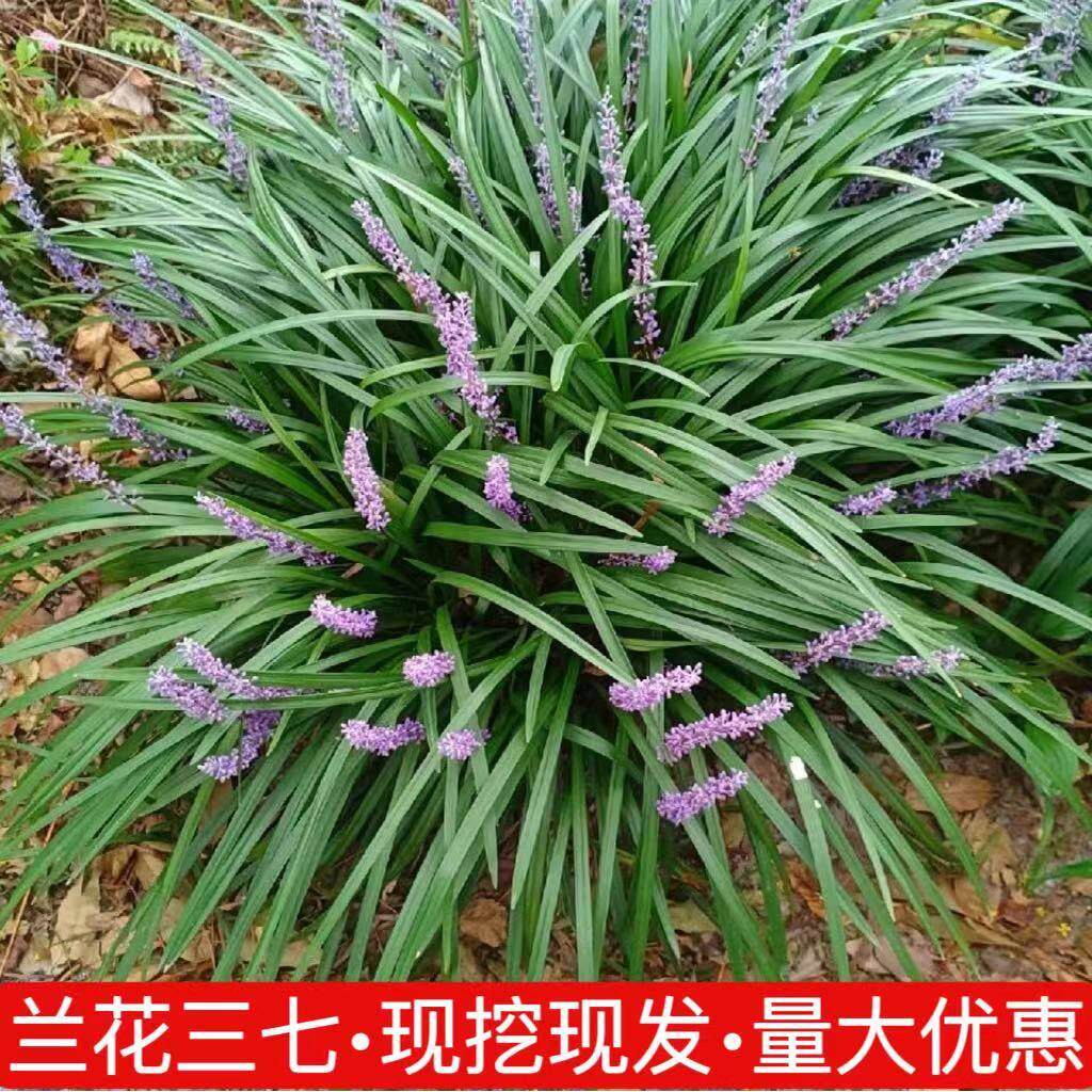 兰花三七麦冬草梵鲜森金边麦冬草图片