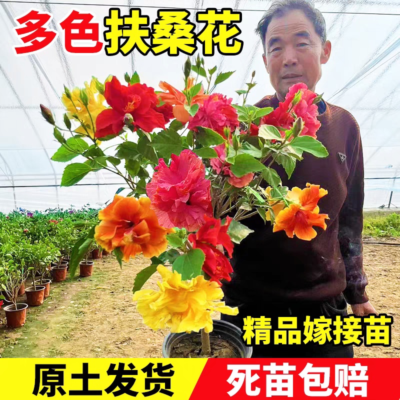 进口室外庭院四季植物