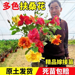 扶桑花盆栽重瓣木槿树苗带花苞红色朱槿室内阳台庭院四季花卉绿植
