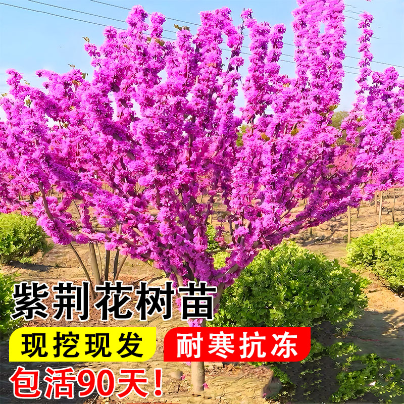 耐冻室外庭院绿化四季种植基地图片