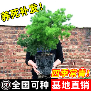 蓬莱松盆栽桌面绿植办公室内老桩盆景绣球松耐寒好养永生花卉植物