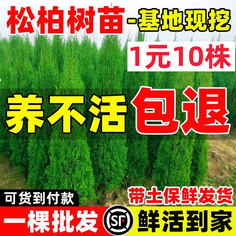 乔木四季常青绿化耐寒基地春季