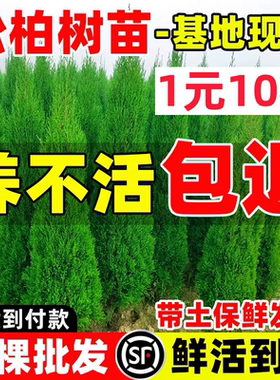 柏树树苗塔柏侧柏龙柏扁柏宝塔松苗庭院行道风景大树园林绿化四季