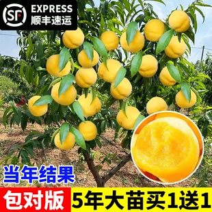 黄桃树苖桃树果苗嫁接苗冬桃油桃树果苗南方北方种植桃苗当年结果
