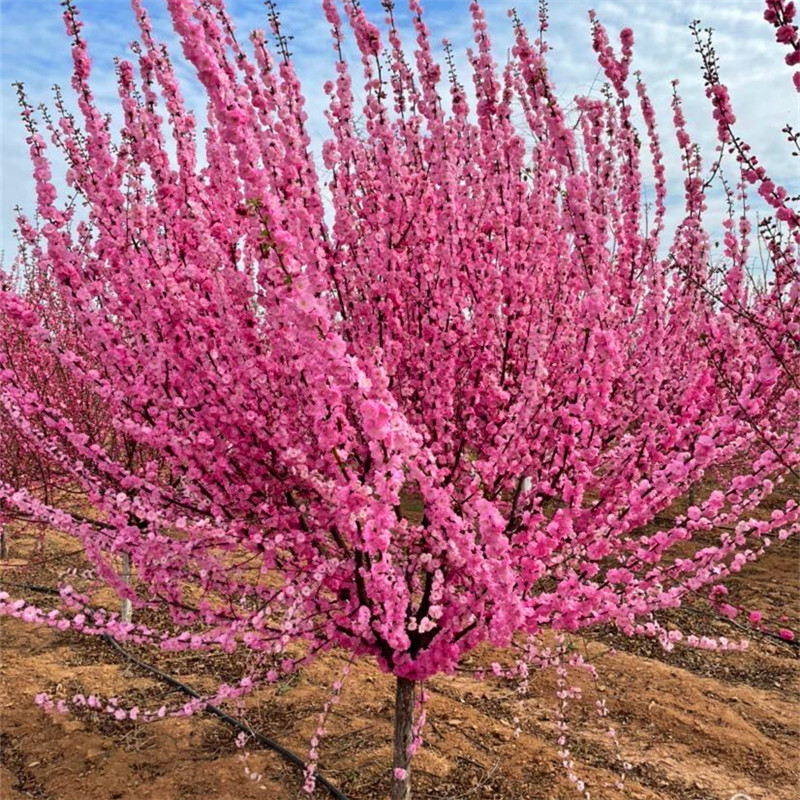 榆叶梅花树苗嫁接美人梅花苗庭院行道大型盆栽耐寒绿化风景梅花树