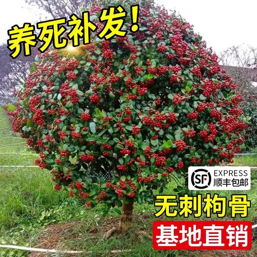 庭院绿化四季耐寒耐冻花园