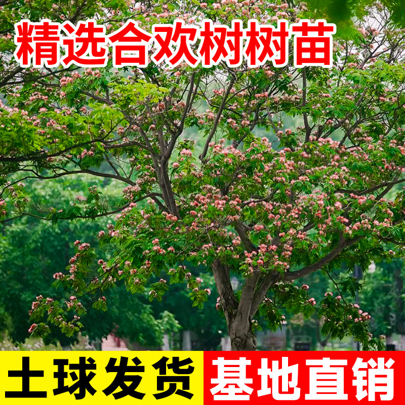 合欢花树苗绒花树行道风景大树庭院耐寒旱工程绿化乔木南北方种植