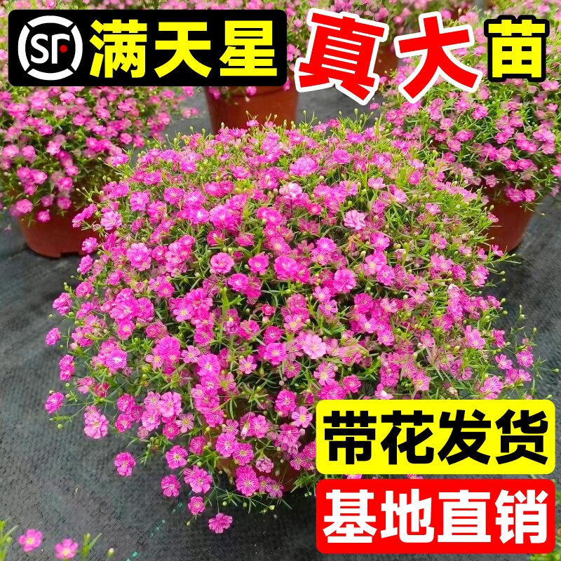 满天星花苗盆栽花卉绿植室外易活好养庭院小区绿化工程苗满天星苗图片