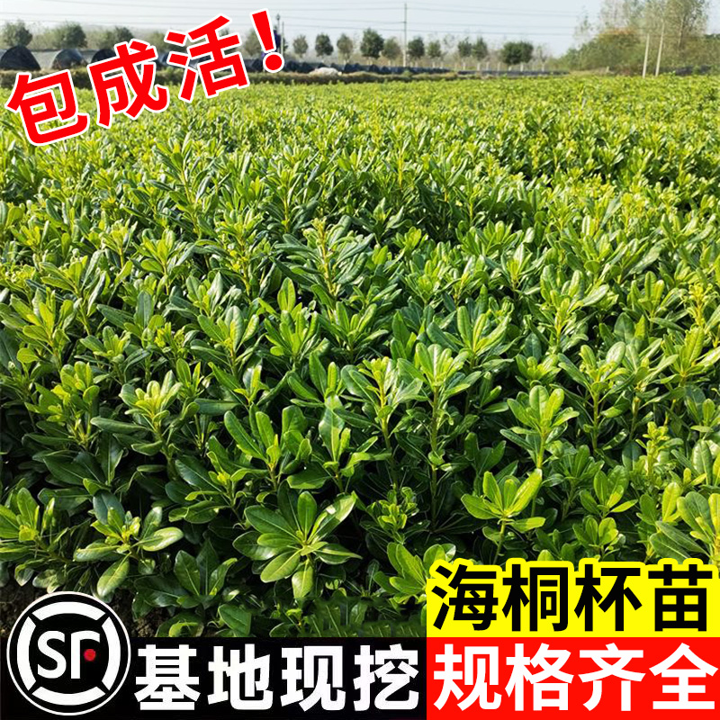 海桐树苗梵鲜森色块苗地被植物