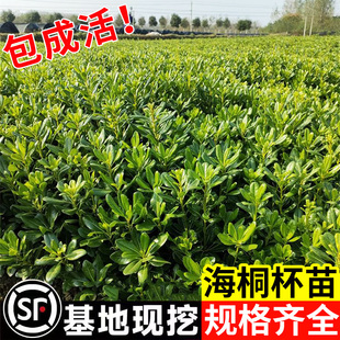海桐盆栽树苗易活好养海桐球庭院别墅绿化工程苗四季常青气味芳香