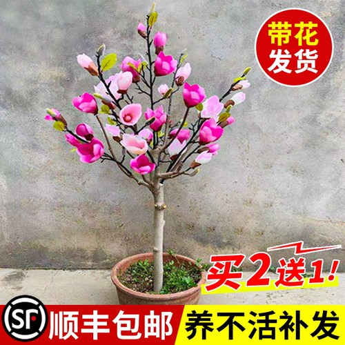 紫玉兰老桩行道树玉兰盆栽二乔