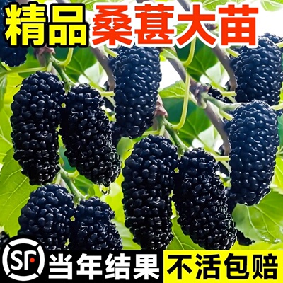 嫁接苗桑树梵鲜森耐冻超大号庭院
