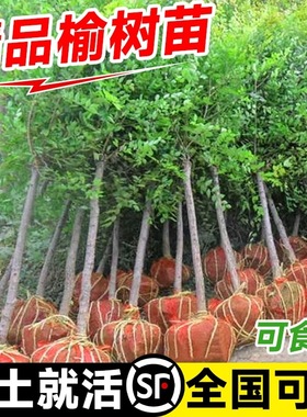 榆钱树苗可食用小叶榆树绿化大树苗榔榆树地栽行道庭院风景树盆景