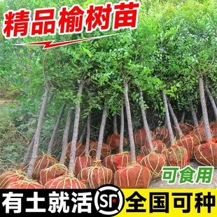 榆钱树苗可食用小叶榆树绿化大树苗榔榆树地栽行道庭院风景树盆景