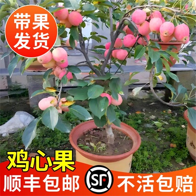 鸡心果嫁接苗苹果树耐寒小苹果