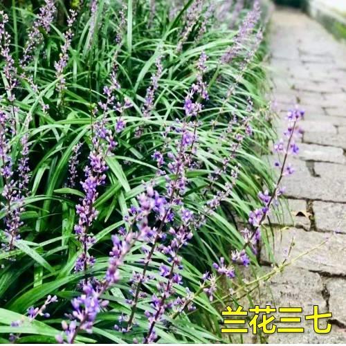 兰花三七麦冬草庭院绿化图片