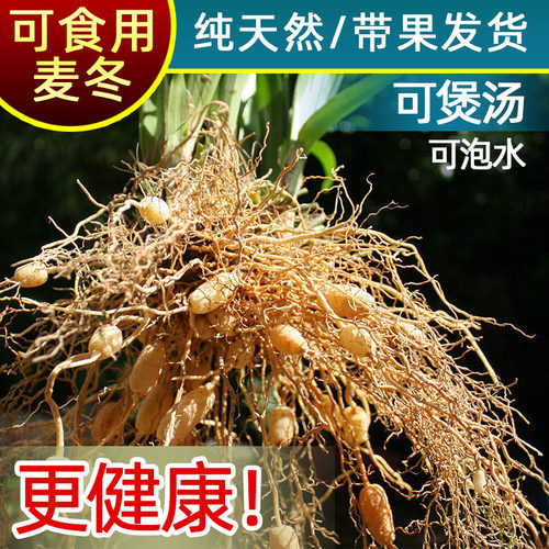 梵鲜森药用麦冬草苗多年生可以吃