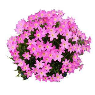 葱兰花苗风雨兰韭菜兰葱莲石蒜庭院绿化花卉工程苗室内外观花植物