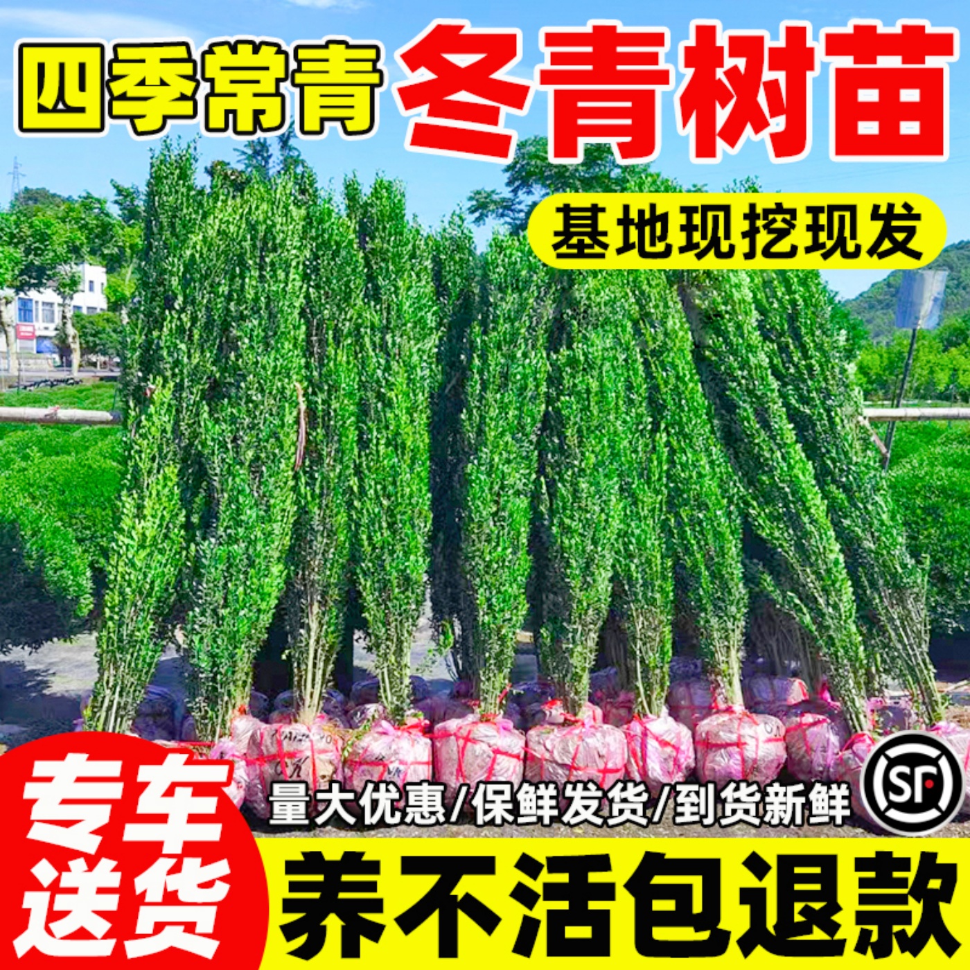 室外耐冻庭院大叶绿化基地细叶