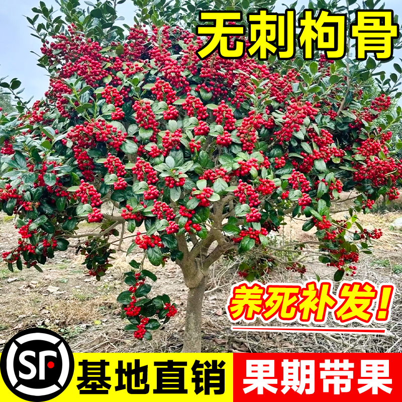 梵鲜森20万花友见证带土球带花苞