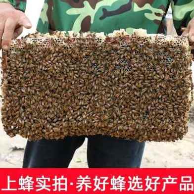 厂销4246厘米十框中蜂成品巢框蜂箱巢础专用标准巢框杉木养蜂包