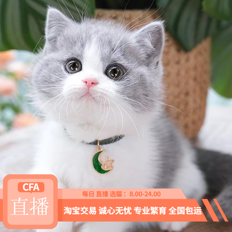 英短蓝白幼崽纯种英国短毛猫灰白色银渐层布偶加菲活体幼猫宠物猫