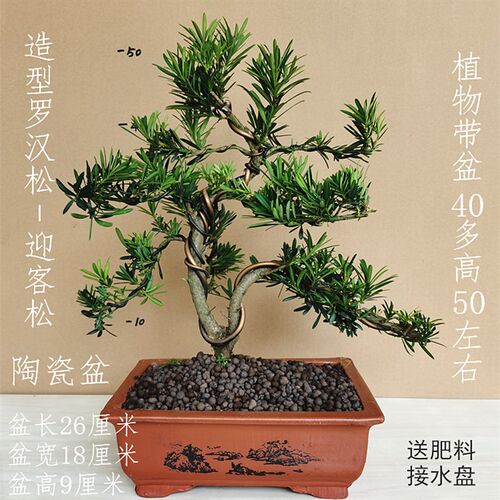 迎客松盆景真树盆景一物一拍大型植E物室外老桩绿植盆栽雀舌罗汉