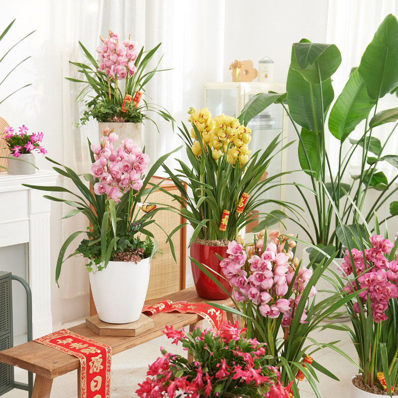 大花蕙兰花盆栽苗虹越办公室内客厅窗台阳台多年生草Y本花卉苗兰,鲜花速递/花卉仿真/绿植园艺,国兰/杂交兰/洋兰类,淘宝优惠券,粉丝福利购,淘宝优惠卷