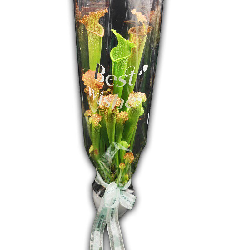 菲朗园艺食虫植物瓶子草吸水盆绿植花束客厅阳台T办公室免浇水易