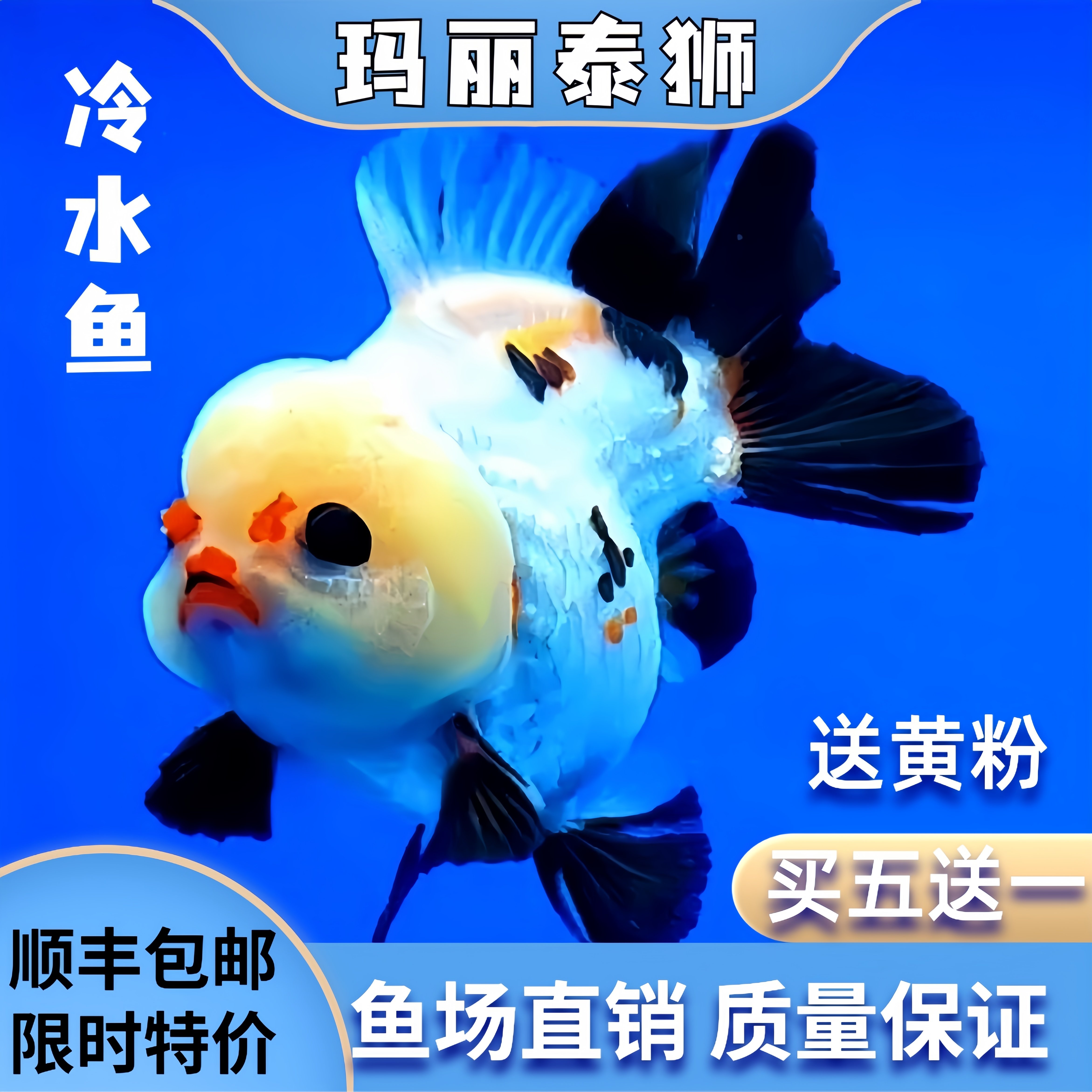 玛丽泰狮金鱼进口玛丽熊猫玛丽活鱼