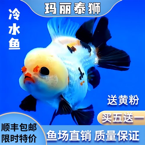 玛丽泰狮金鱼进口玛丽熊猫玛丽活体冷水鱼波妞泰狮娃娃脸泰狮